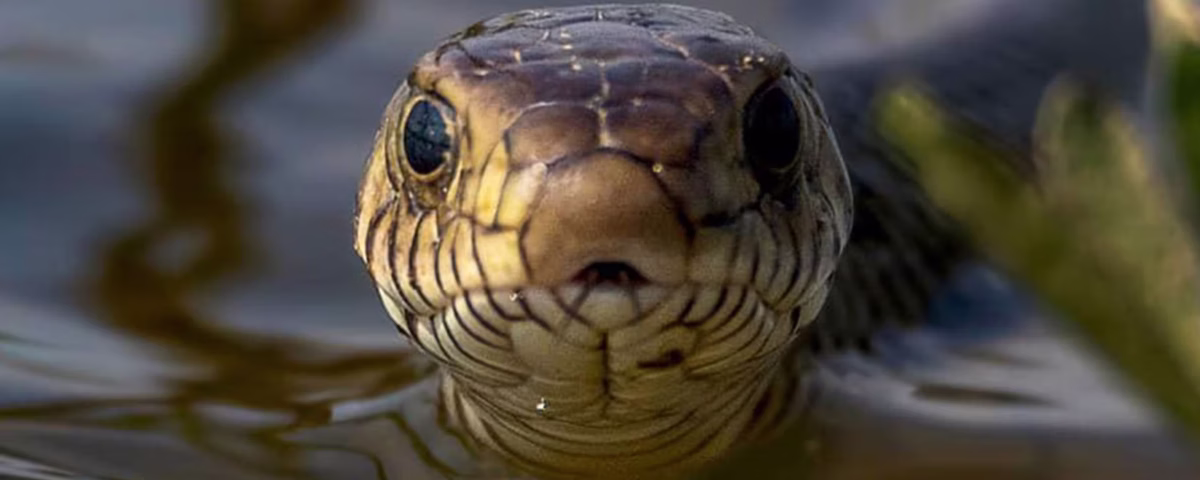 Are there snakes in Kenya safari parks?
