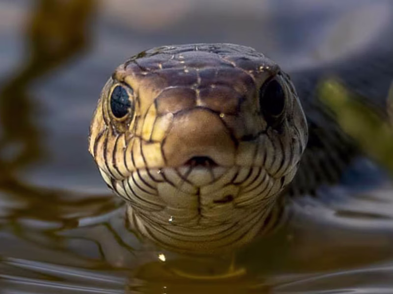Are there snakes in Kenya safari parks?