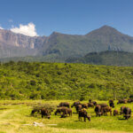 What Is Arusha National Park Known For?