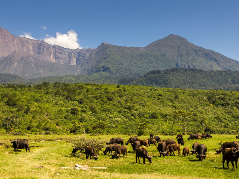 What Is Arusha National Park Known For?
