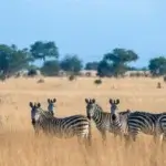 How Many Days for Northern Tanzania Safari