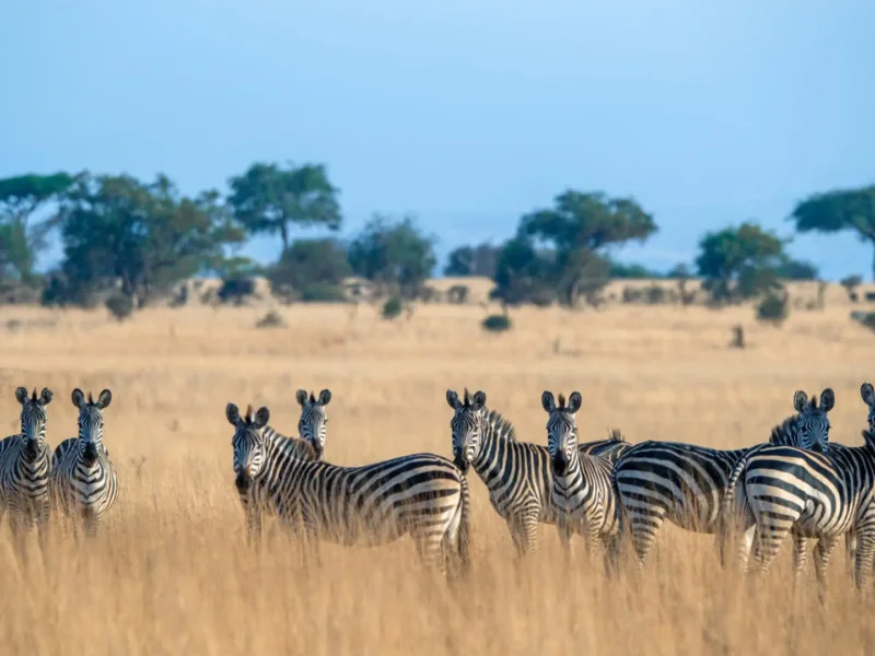 How Many Days for Northern Tanzania Safari