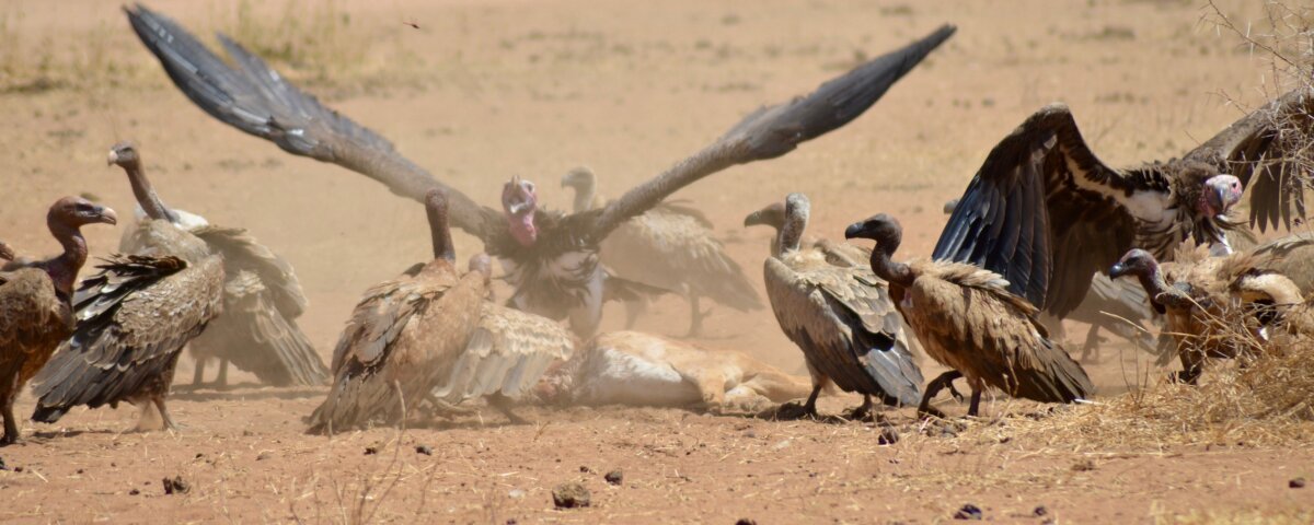 What Birds Can I See in Tarangire