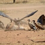 What Birds Can I See in Tarangire