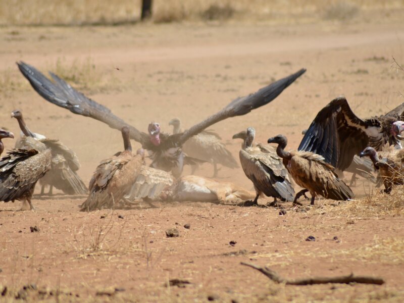 What Birds Can I See in Tarangire