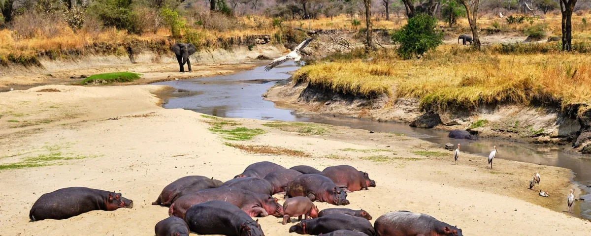 Which Tanzania Parks Have Hippos