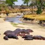 Which Tanzania Parks Have Hippos