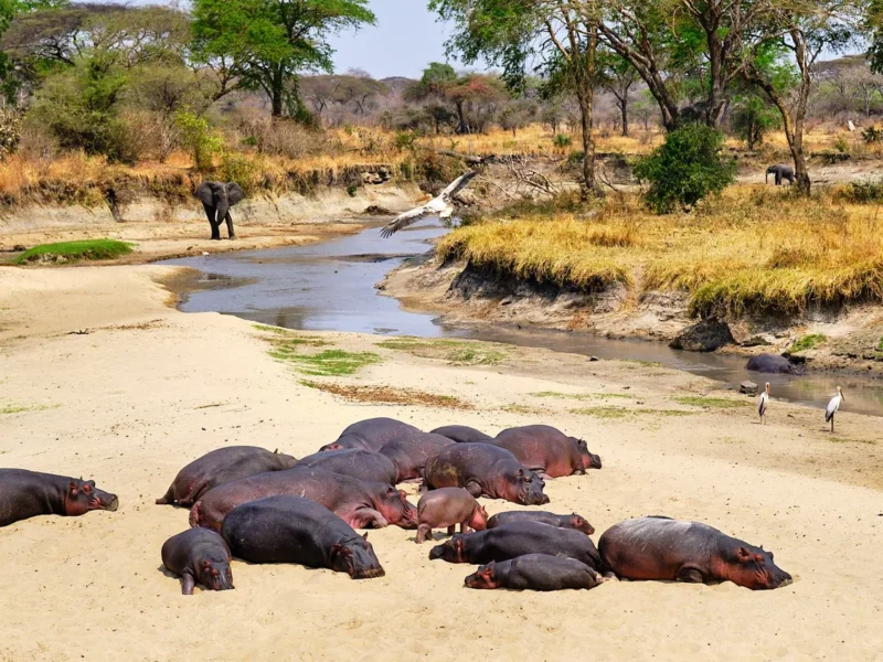 Which Tanzania Parks Have Hippos