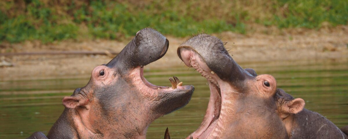 Can I Do Budget Safaris in Uganda