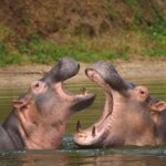Can I Do Budget Safaris in Uganda