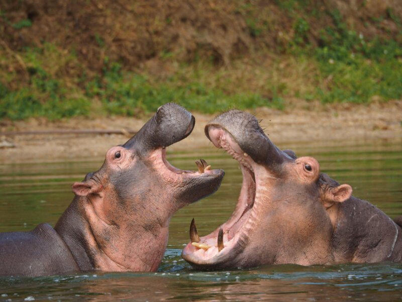 Can I Do Budget Safaris in Uganda