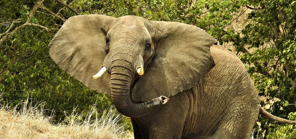 Can I book private Uganda safaris