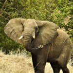 Can I book private Uganda safaris