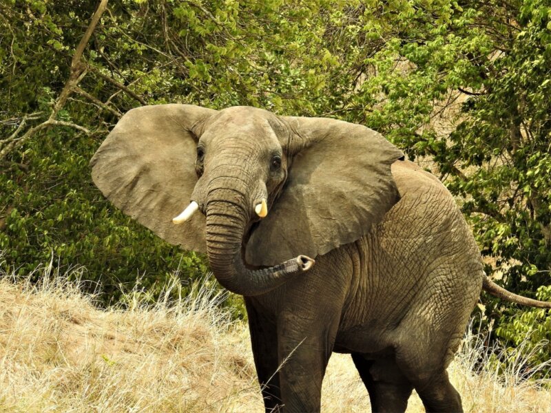 Can I book private Uganda safaris