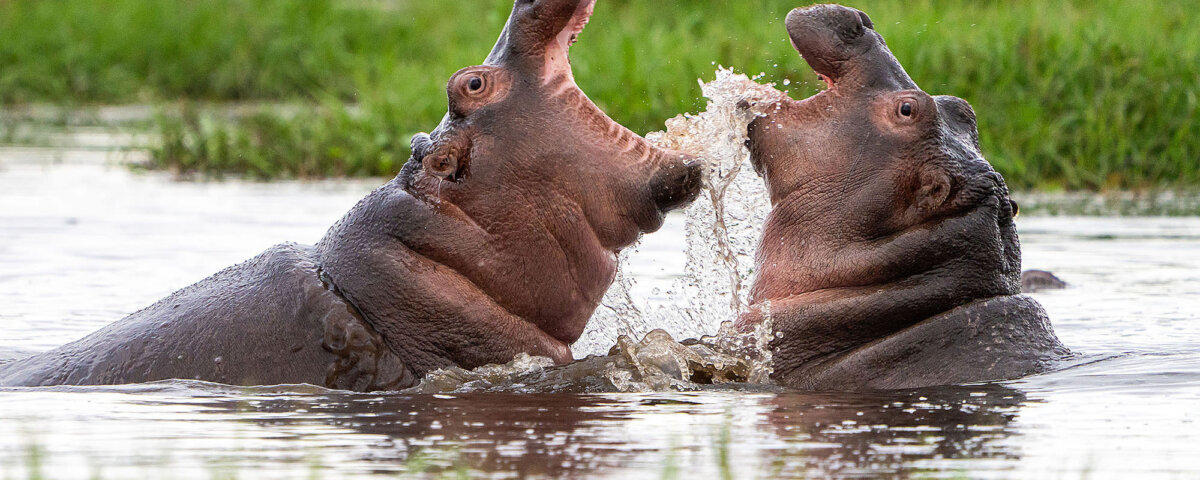 Can beginners enjoy Kenya safari photography?
