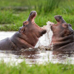 Can beginners enjoy Kenya safari photography?