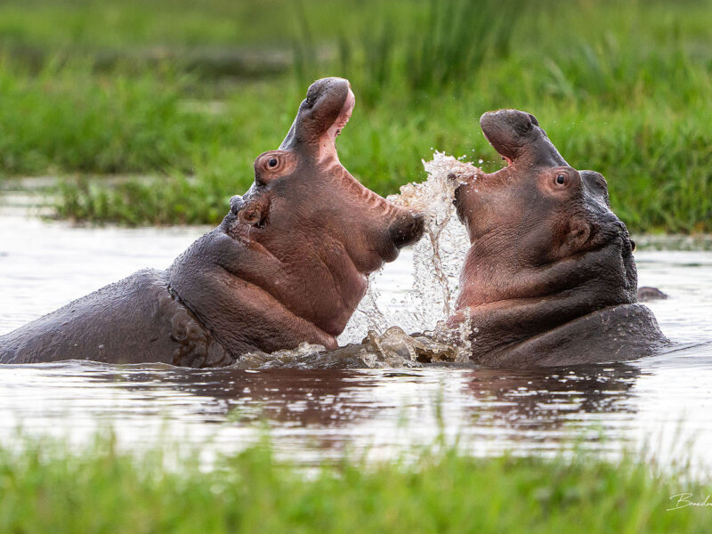 Can beginners enjoy Kenya safari photography?