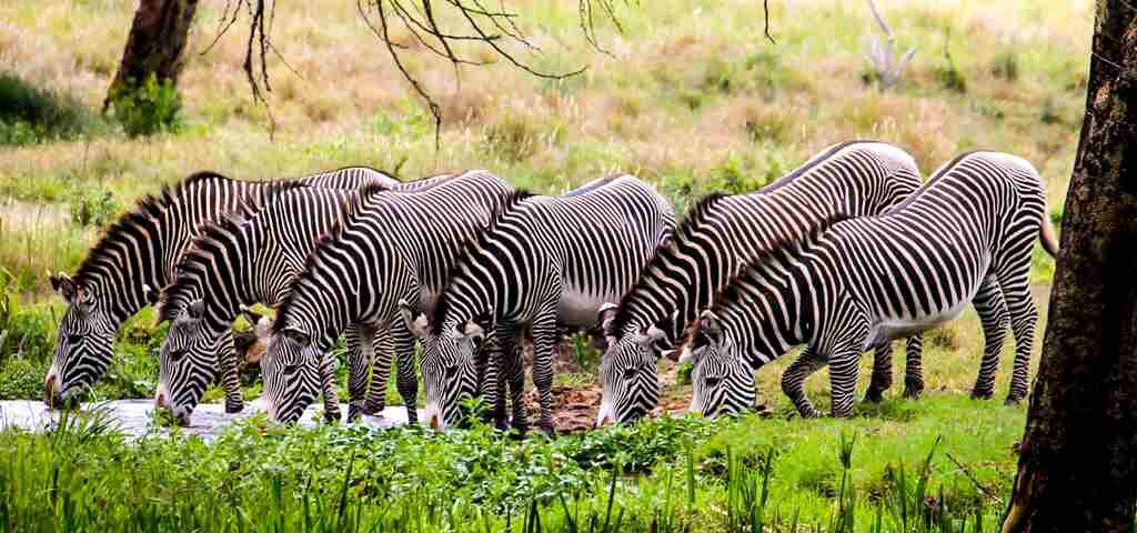Can you do a one-day safari in Kenya?