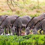 Can you do a one-day safari in Kenya?