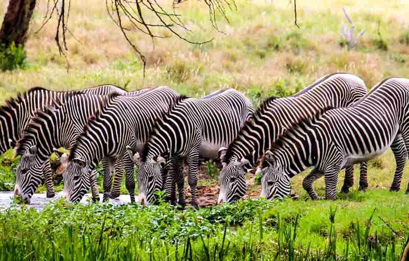 Can you do a one-day safari in Kenya?