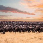 Can you get discounts during low season in Kenya