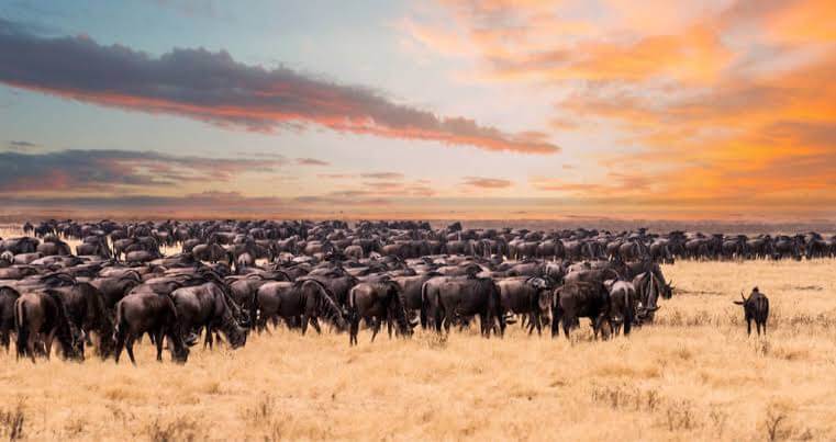 Can you get discounts during low season in Kenya