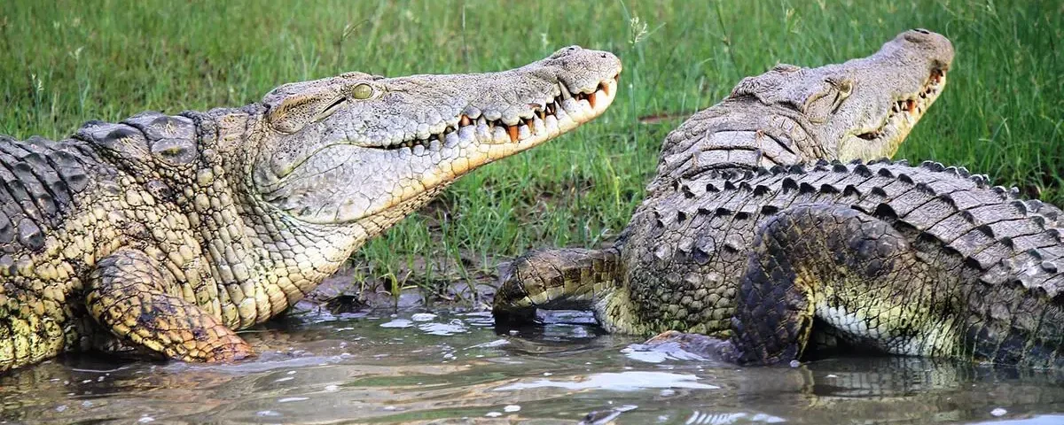 Can you see crocodiles in Kenya safaris?