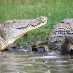 Can you see crocodiles in Kenya safaris?