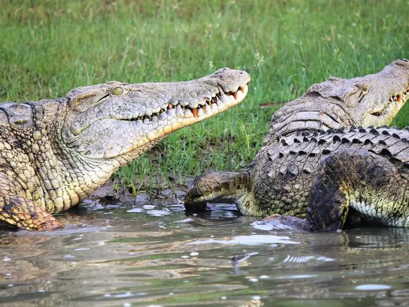 Can you see crocodiles in Kenya safaris?