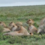 Can you see the Big Nine in Kenya?