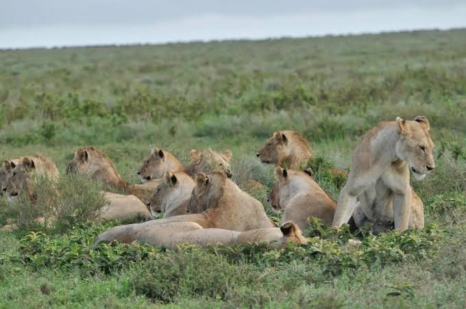 Can you see the Big Nine in Kenya?