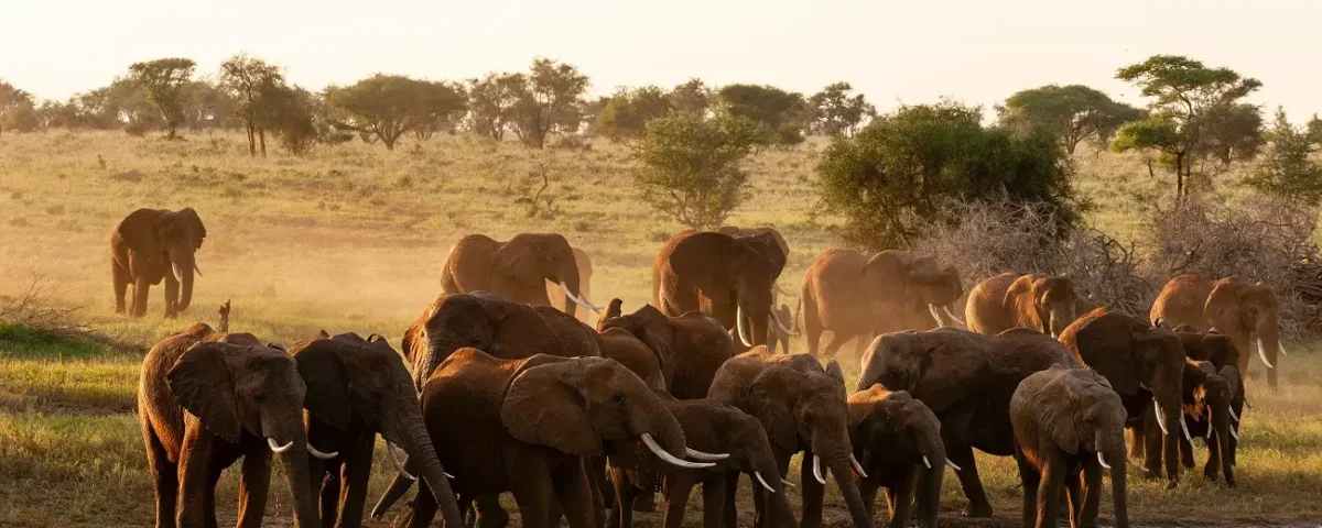 What Animals Live in Tarangire