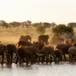 What Animals Live in Tarangire