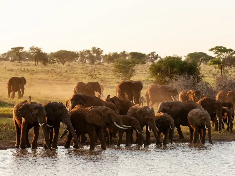 What Animals Live in Tarangire