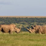 How do Kenya safaris support conservation?