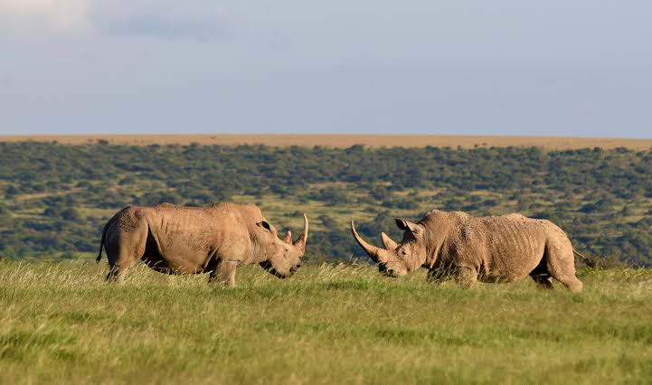 How do Kenya safaris support conservation?