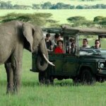 How do you get around during Kenya safari tours?
