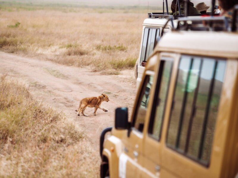 How early should I arrive before safari departure?