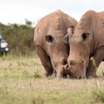 How safe is Masai Mara safari?