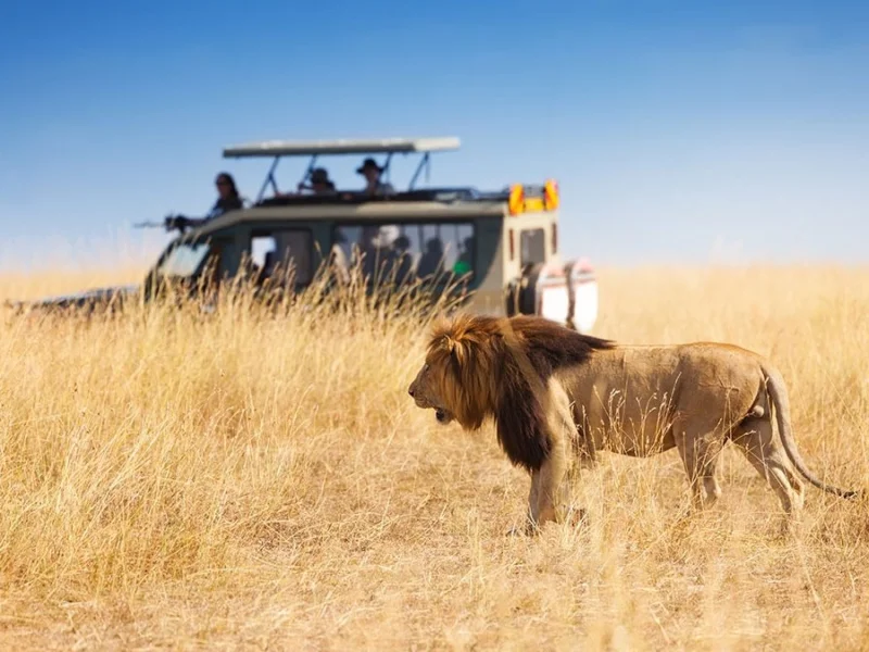 How safe is Masai Mara safari