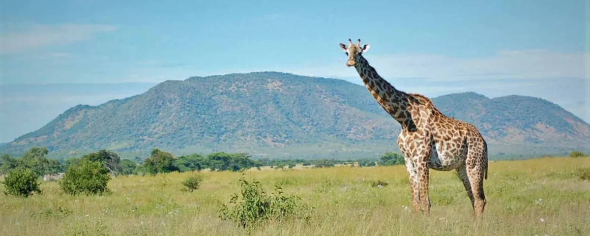 Can I See Giraffes on Tanzania Safari