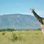 Can I See Giraffes on Tanzania Safari