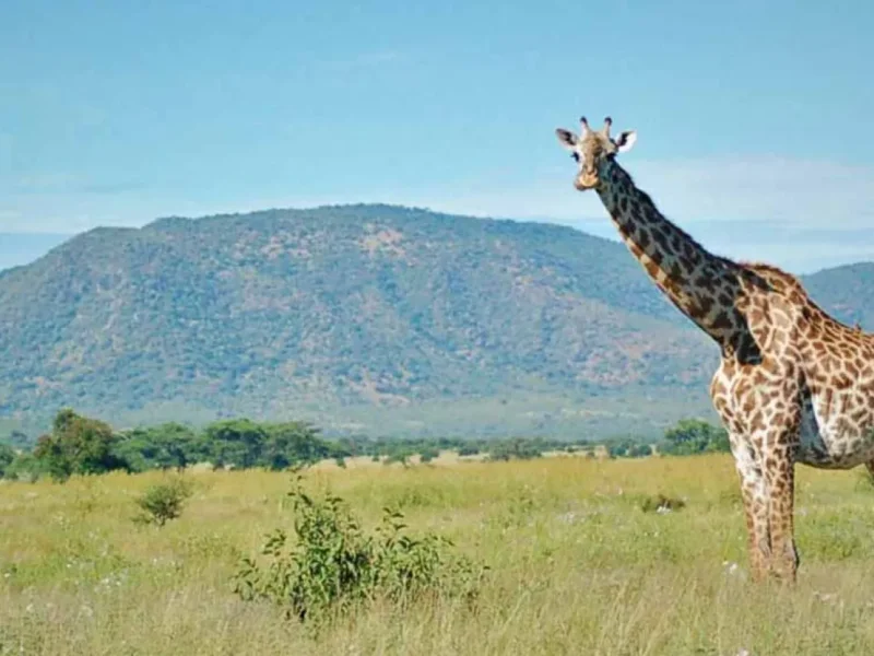 Can I See Giraffes on Tanzania Safari