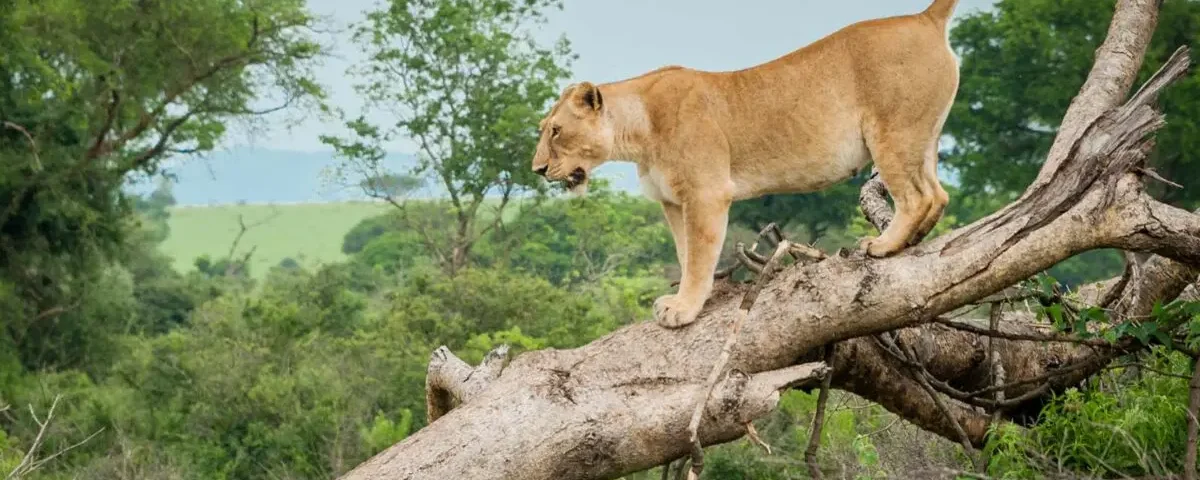 Which Safari Park Has Tree Climbing Lions