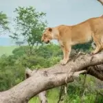 Which Safari Park Has Tree Climbing Lions
