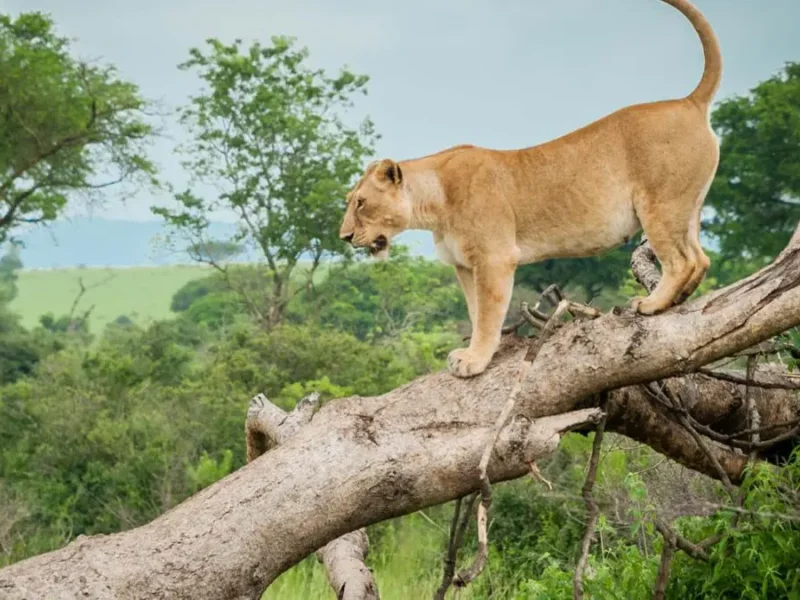 Which Safari Park Has Tree Climbing Lions