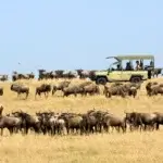Which Safari Park Has the Highest Animal Density