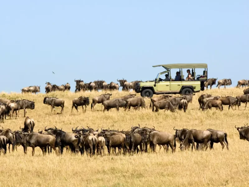 Which Safari Park Has the Highest Animal Density