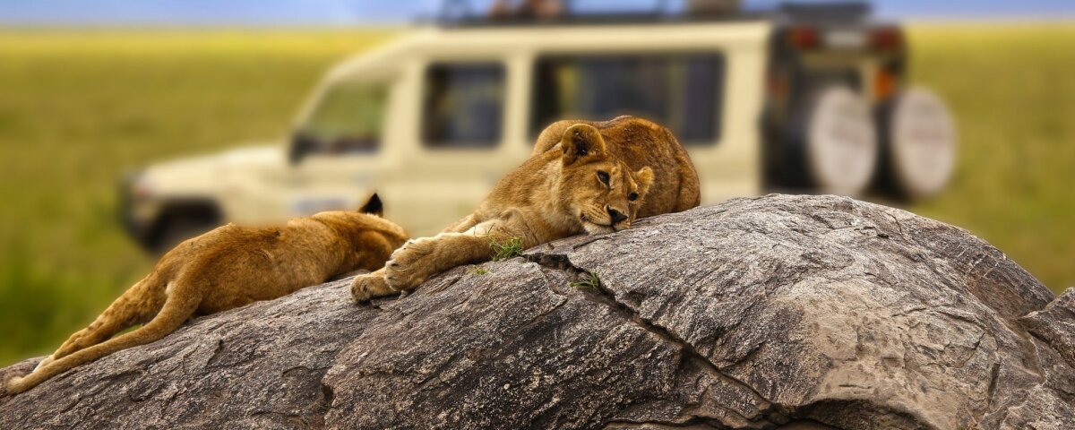 What Is Big Five Safari in Tanzania