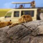 What Is Big Five Safari in Tanzania